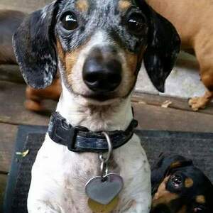 Fundraising Page: Ariana Zierenberg